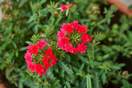 Glandularia x hybrida colorful flowersの写真素材