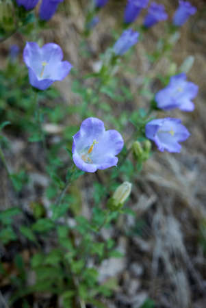 Campanula medium with violet blue flowers