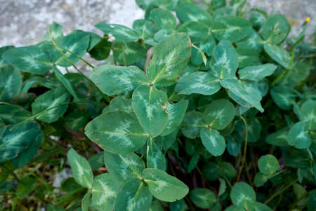 Trifolium pratense textured leaves and pink flowers