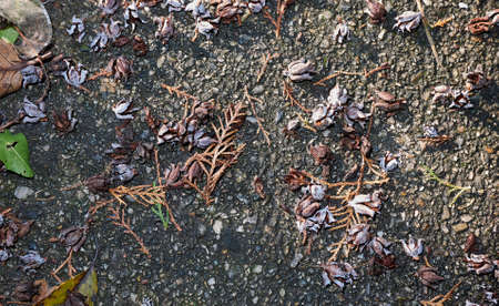 Chamaecyparis lawsoniana branch with fruitの写真素材