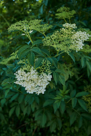 Sambucus nigra creamy white flowersの写真素材