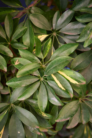 Schefflera arboricola variegate foliage close up