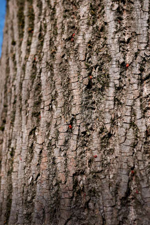 Red mild spider on a tree trunkの写真素材