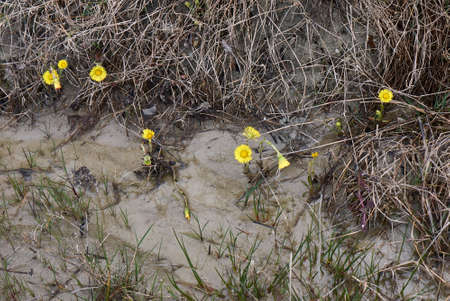 Tussilago farfara yellow and orange flowers