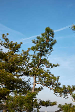 Pinus nigra trees landscape and close upの写真素材