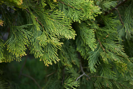 Calocedrus decurrens branch close up