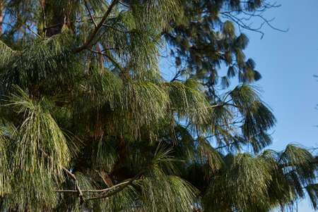 Pinus wallichiana trees landscape and branch close up