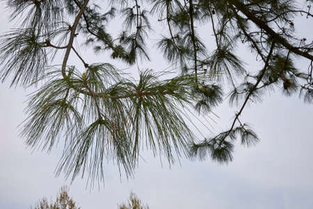 Pinus wallichiana trees landscape and branch close up