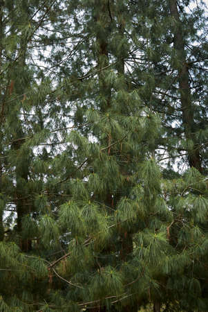 Pinus wallichiana trees landscape and branch close up
