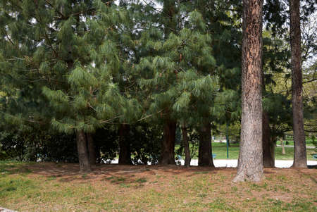 Pinus wallichiana trees landscape and branch close upの写真素材