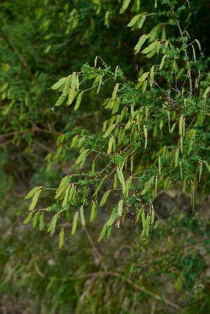 Cytisus sessilifolius branch with fresh fruitの写真素材
