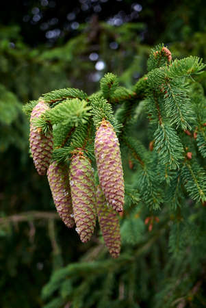 Picea abies branch close up