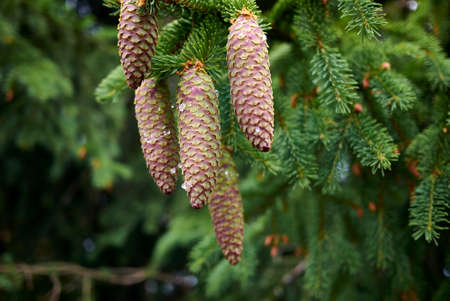 Picea abies branch close upの写真素材