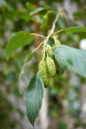 Betula pubescens inflorescence close up