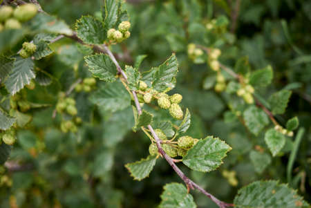 Alnus incana fresh leaves