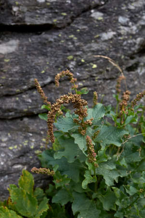 Blitum bonus-henricus edible plant in bloom