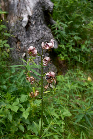 Lilium martagon pink and red flowersの写真素材