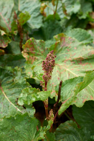 Rumex alpinus plants in bloomの写真素材