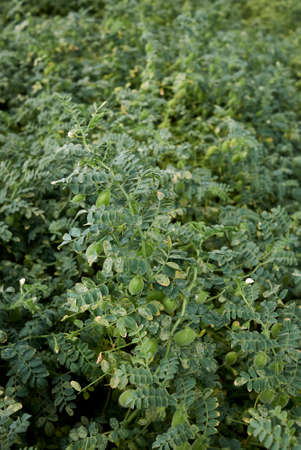 Cicer arietinum field with fresh chickpeasの写真素材
