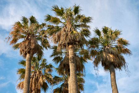 Washingtonia filifera palms landscapeの写真素材