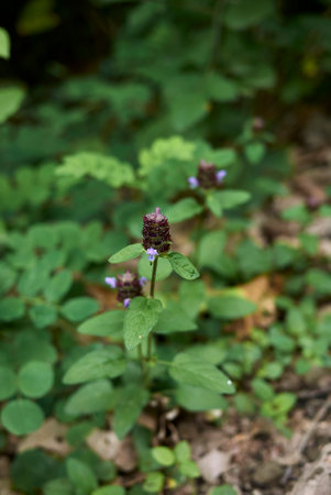 Prunella vulgaris leaves and purple inflorescenceの写真素材