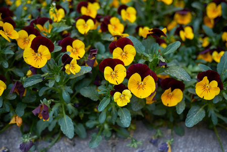 Viola williamsii colorful flowersの写真素材