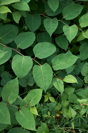 Reynoutria japonica plants in bloomの写真素材