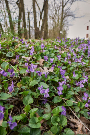 Viola odorata purple and lilac flowers