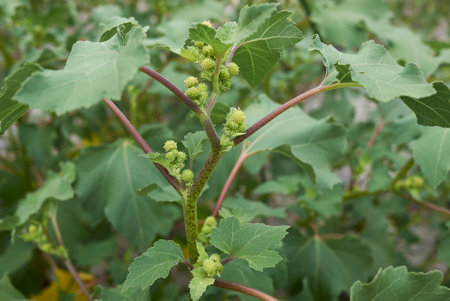 Xanthium Orientale italicum plant with fresh fruit
