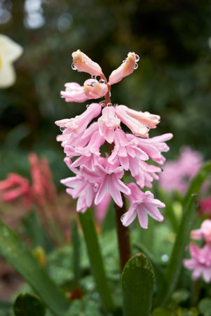 Hyacinthus orientalis colorful flowers