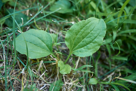 Plantago major fresh plants