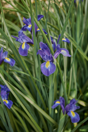 Iris hollandica purple blue flowers