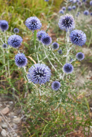 Echinops ritro blue purple inflorescence