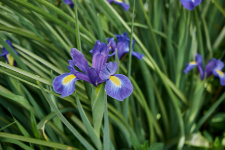 Iris hollandica purple blue flowersの写真素材