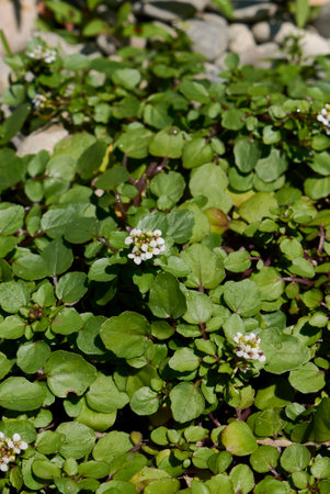 Nasturtium officinale plants in a river bedの写真素材