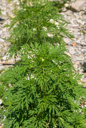 Ambrosia artemisiifolia plants in bloomの写真素材