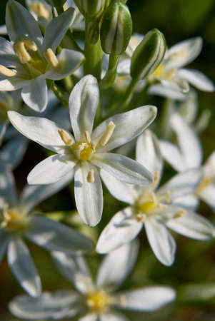 Ornithogalum narbonense white inflorescence