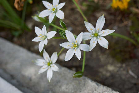 Ornithogalum umbellatum white flowers close up