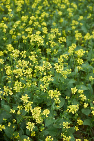 Sinapis arvensis yellow blossom in agricultural field