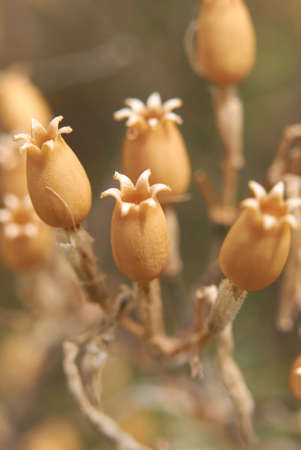 Silene italica dry seed pods in blurredの写真素材