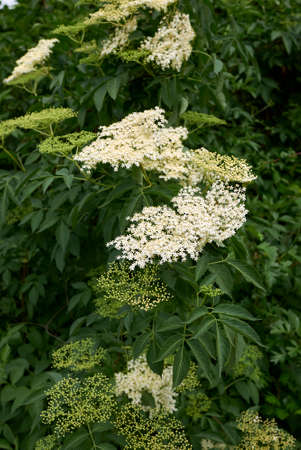 Sambucus nigra creamy white flowers