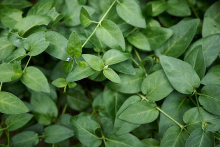 Vinca major leaves and flower close upの写真素材