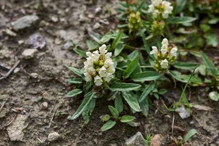 Prunella laciniata white and lilac inflorescence