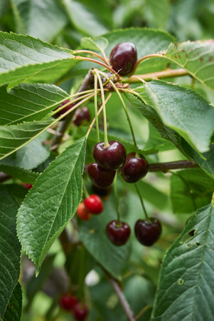 Prunus cerasus branch close up with sour cherriesの写真素材