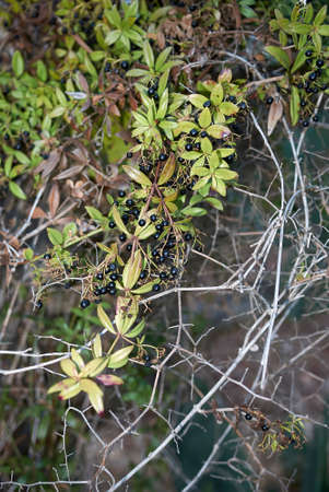 Rubia peregrina stem with black fruit