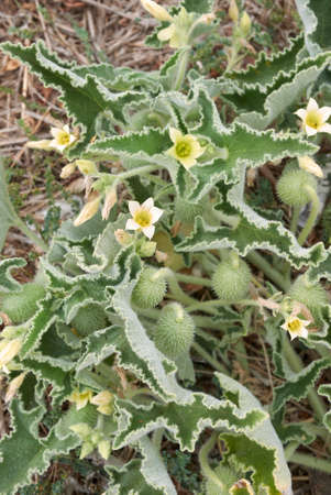 Ecballium elaterium fruit and flower close upの写真素材