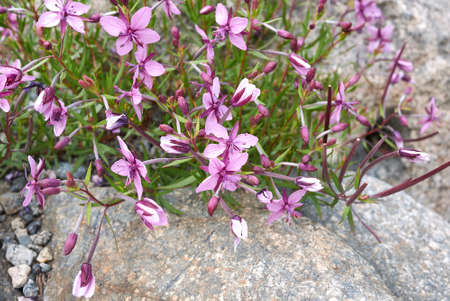 Chamaenerion fleischeri purple inflorescence