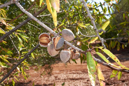 Prunus dulcis branch close up with almondsの写真素材