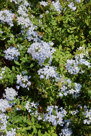 Plumbago auriculata blue inflorescence