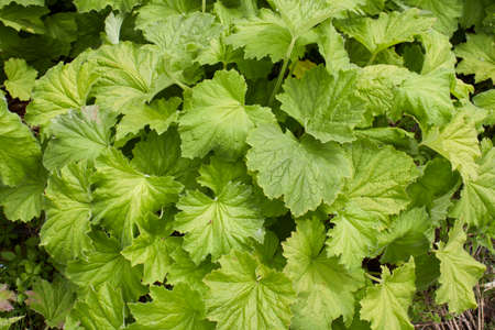 Heuchera sanguinea plants in a flowerbed
